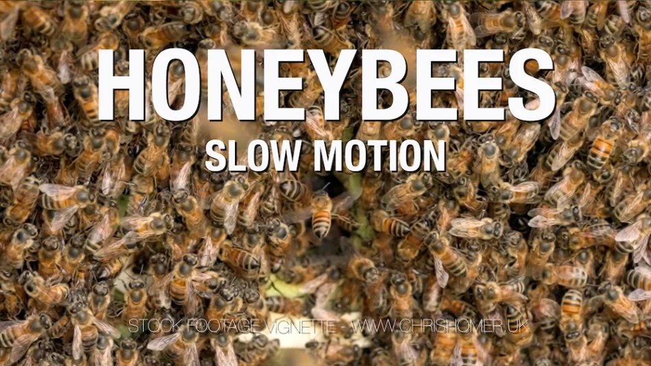 Slow Motion Honeybees
