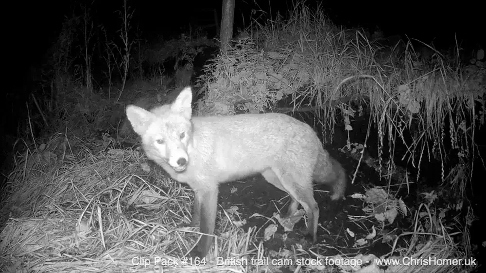 Clip Pack #164 - British Trail Camera Stock Footage