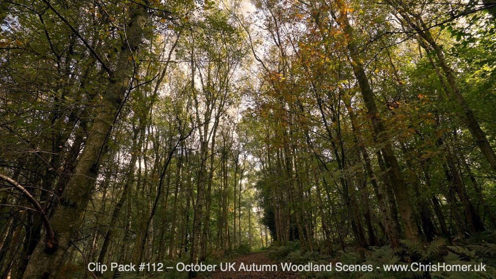 English woodland stock footage