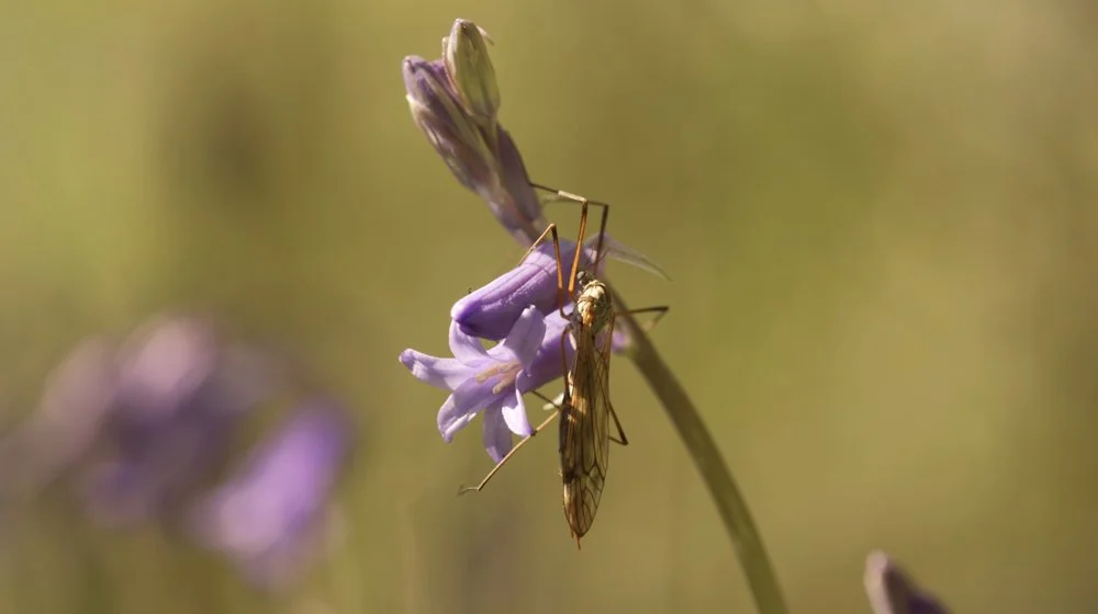 a woodland insect stock video footage