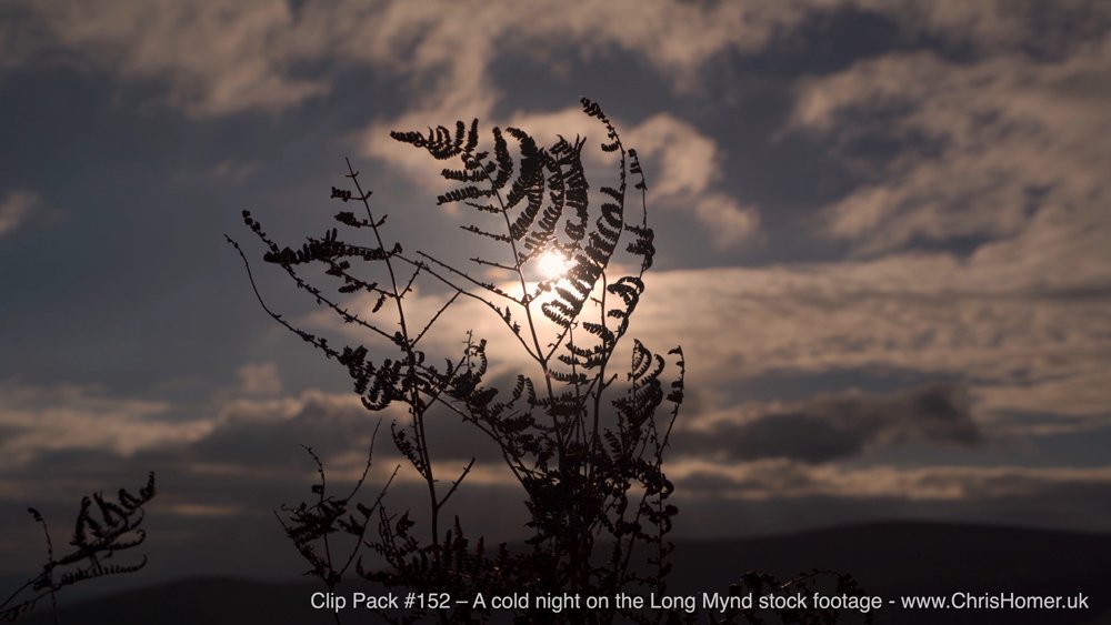 Wild fern in the countryside stock footage