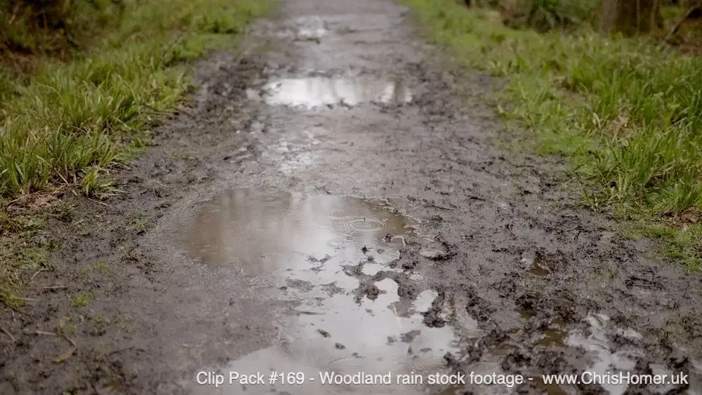 Woodland rain stock video footage