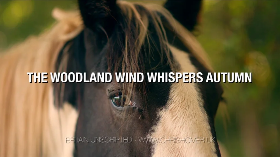 Autumn stock video - Horses