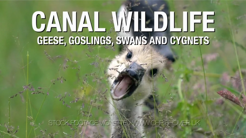 Geese, goslings, swans and cygnets stock video footage
