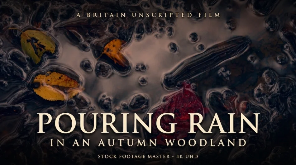 Woodland puddle background for Britain Unscripted. Pouring rain in autumn woodland.