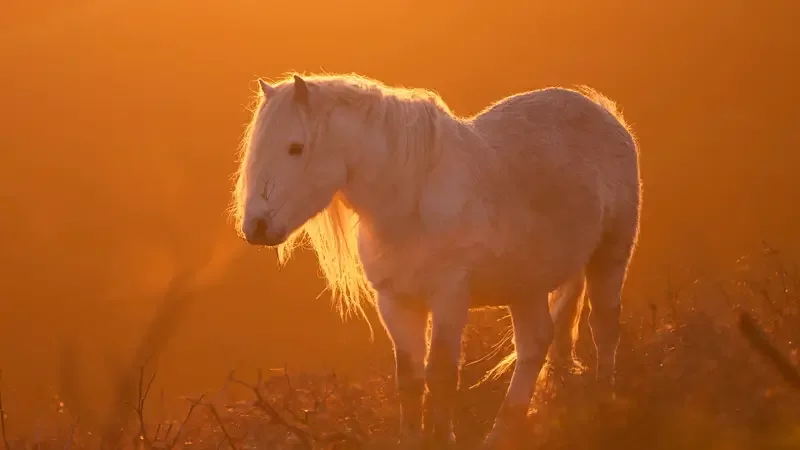 Shropshire Stock Footage Long Mynd UK