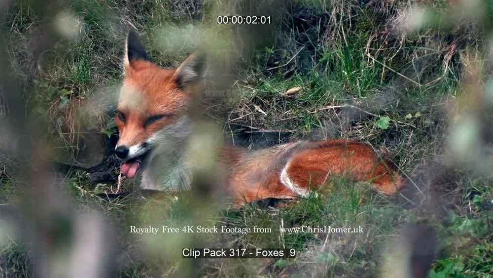 Clip Pack 317 - Foxes  9-00-00-02-040.jpg
