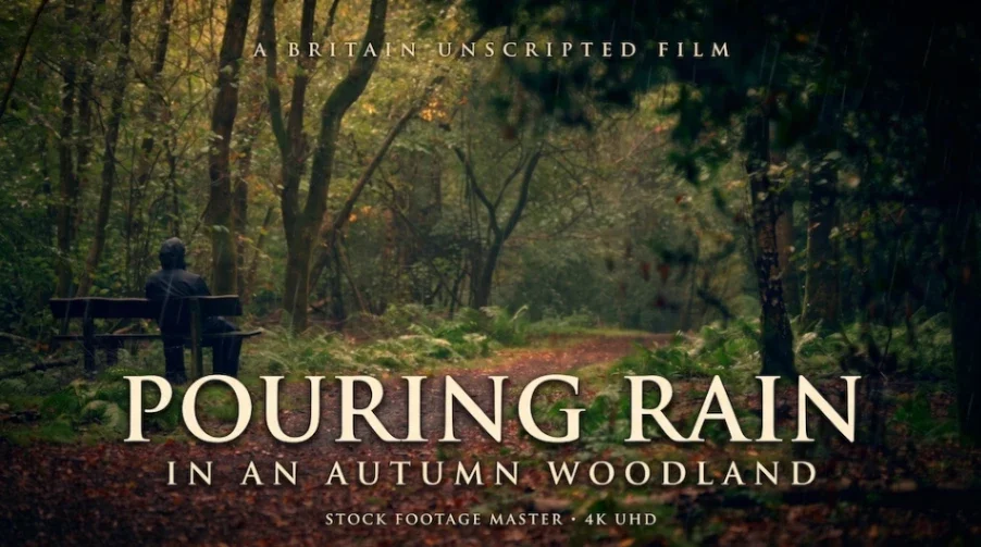 Pouring rain in an autumn woodland
