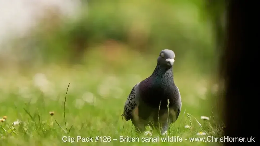 British canal wildlife stock footage