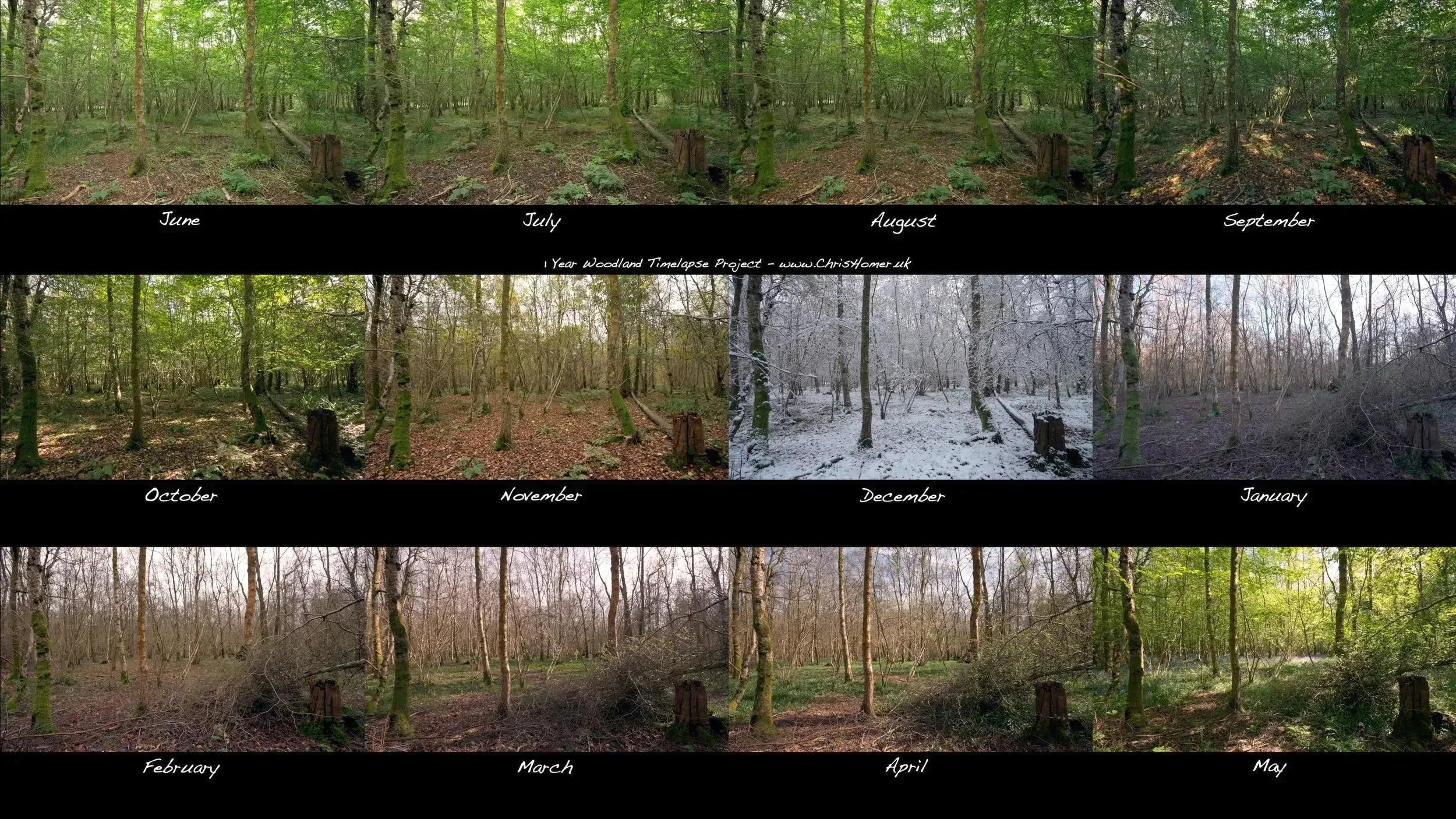 Woodland timelapse stock video footage - Seasonal change documented in a huge collection of stock video clips