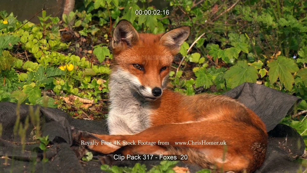 Clip Pack 317 - Foxes  20 2-00-00-02-653.jpg