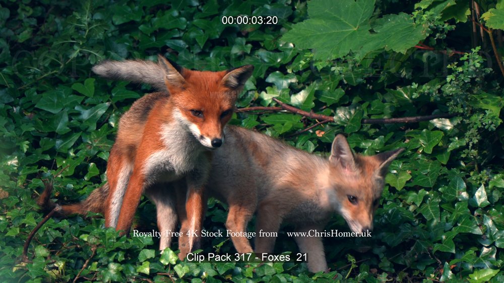 Clip Pack 317 - Foxes  21-00-00-03-827.jpg