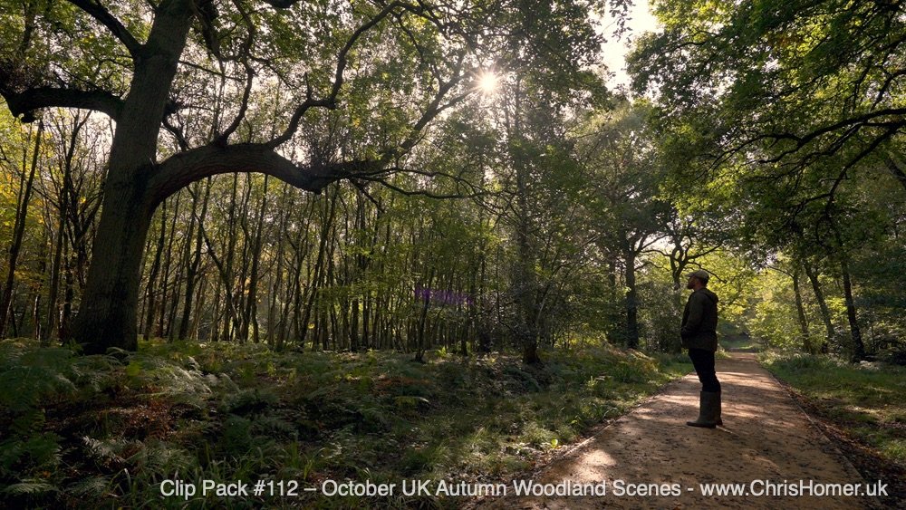 Woodland stock video footage