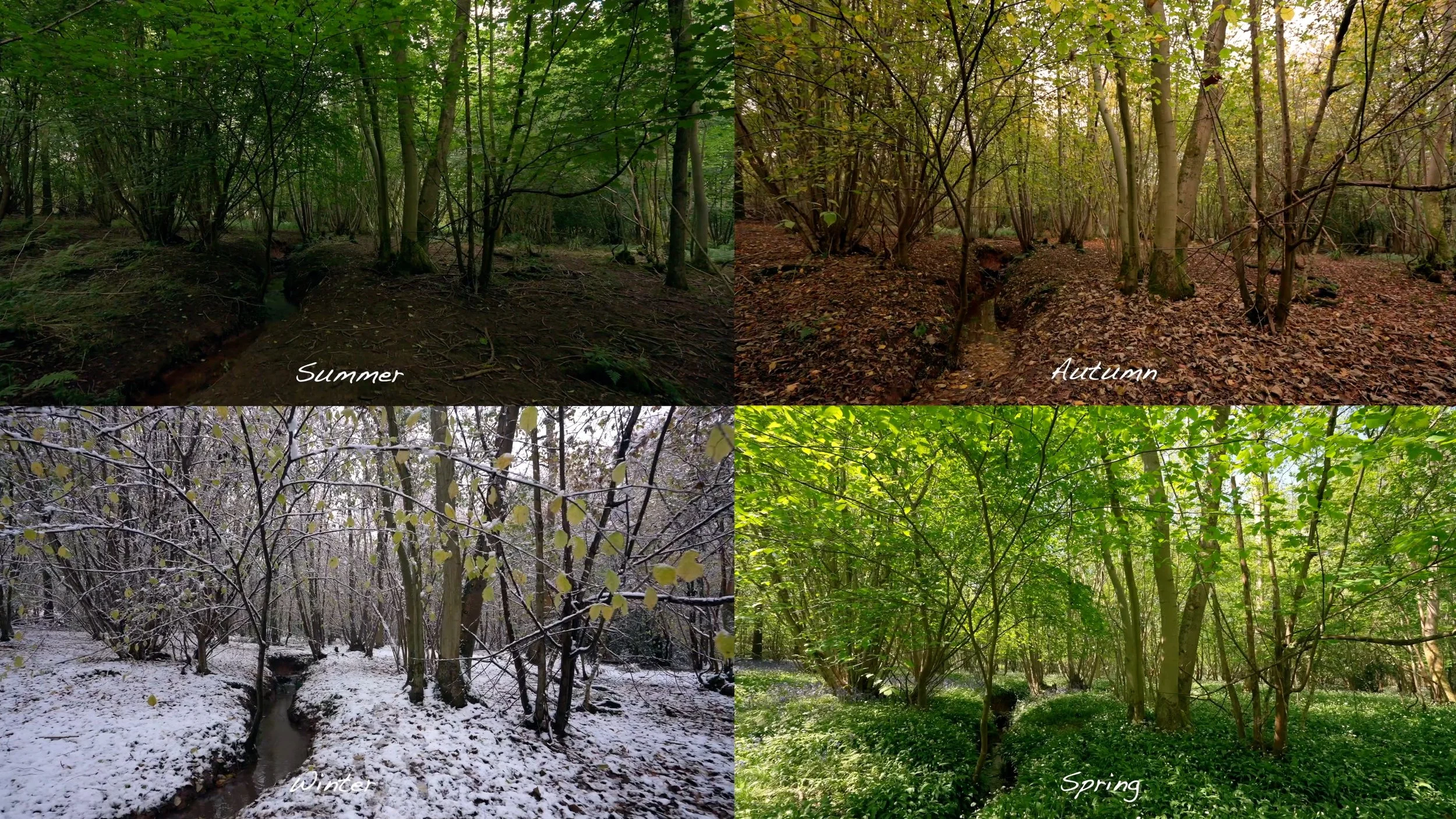 Woodland timelapse stock footage - 1 Year timelapse 4K