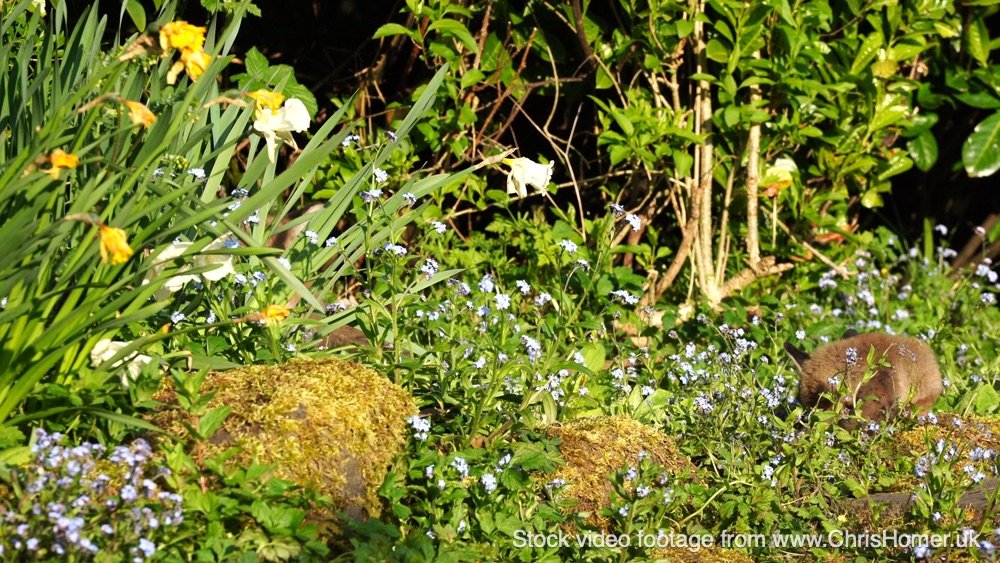 Wild foxes fighting in an English garden, stock footage 4K