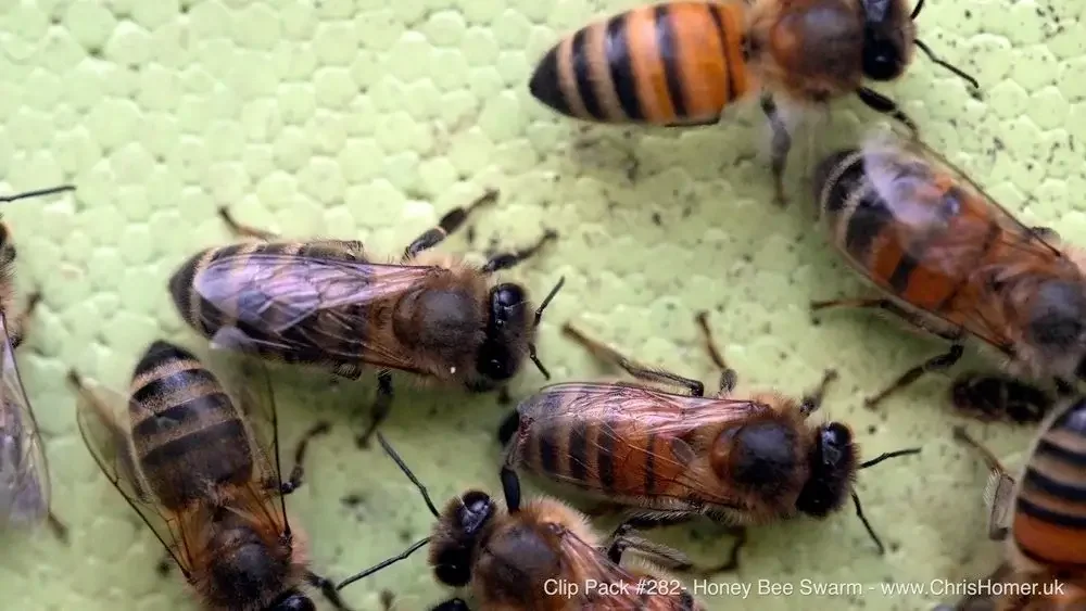 Clip Pack #282 - Honey Bee Swarm Stock Footage