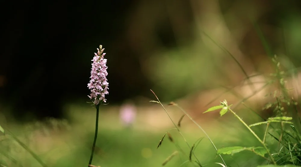 Common orchid stock video footage