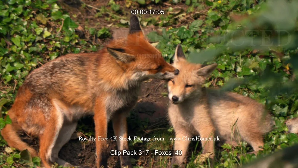 Clip Pack 317 - Foxes  40-00-00-17-213.jpg