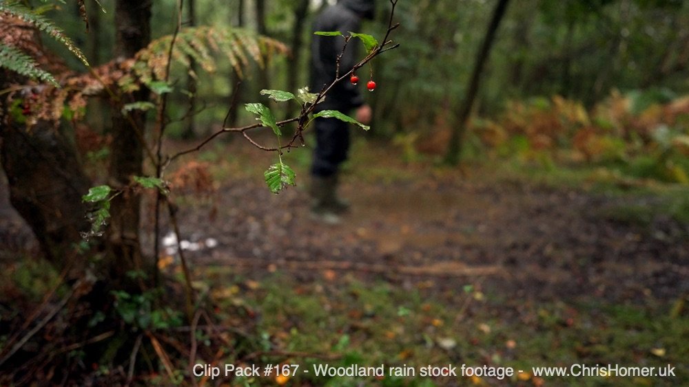 Clip Pack #167 - Woodland Rain Stock Video Footage