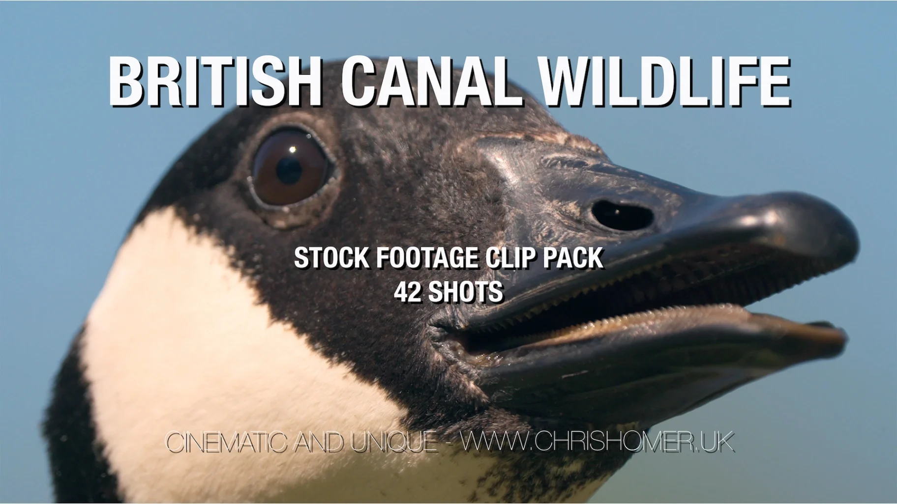 British Canal Wildlife Stock Video - Clip Pack #328