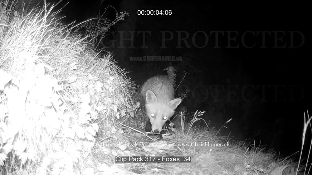 Clip Pack 317 - Foxes  34-00-00-04-246.jpg