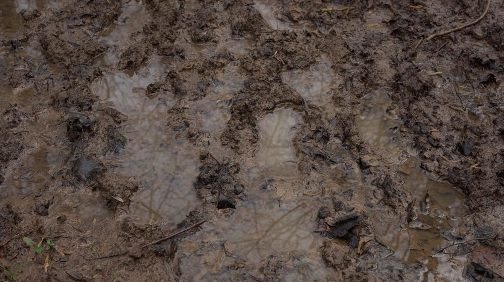 muddy footprints in a woodland stock video footage