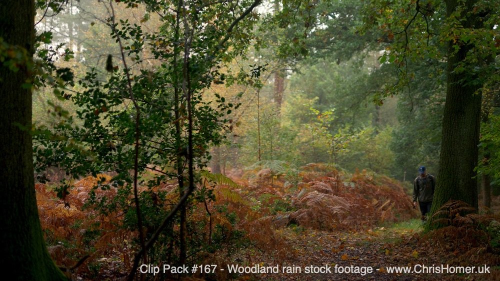 Woodland Rain Stock Video Footage