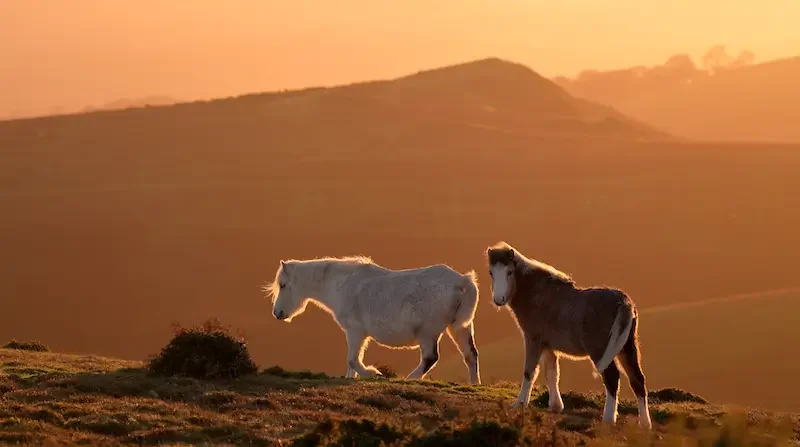 Long Mynd wild ponies stock video footage