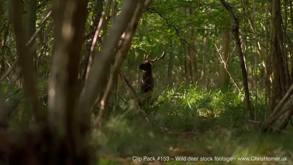 Clip Pack #153 - British Wild Deer Stock Video Footage