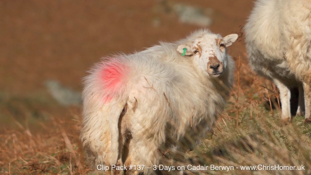 Cadair Berwyn stock footage