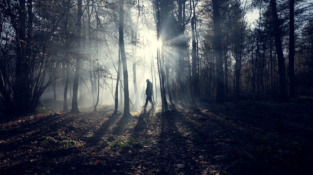Spooky woodland stock video