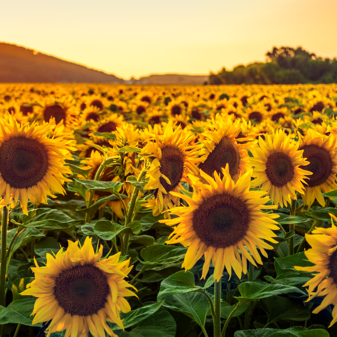 A Lesson From Sunflowers
