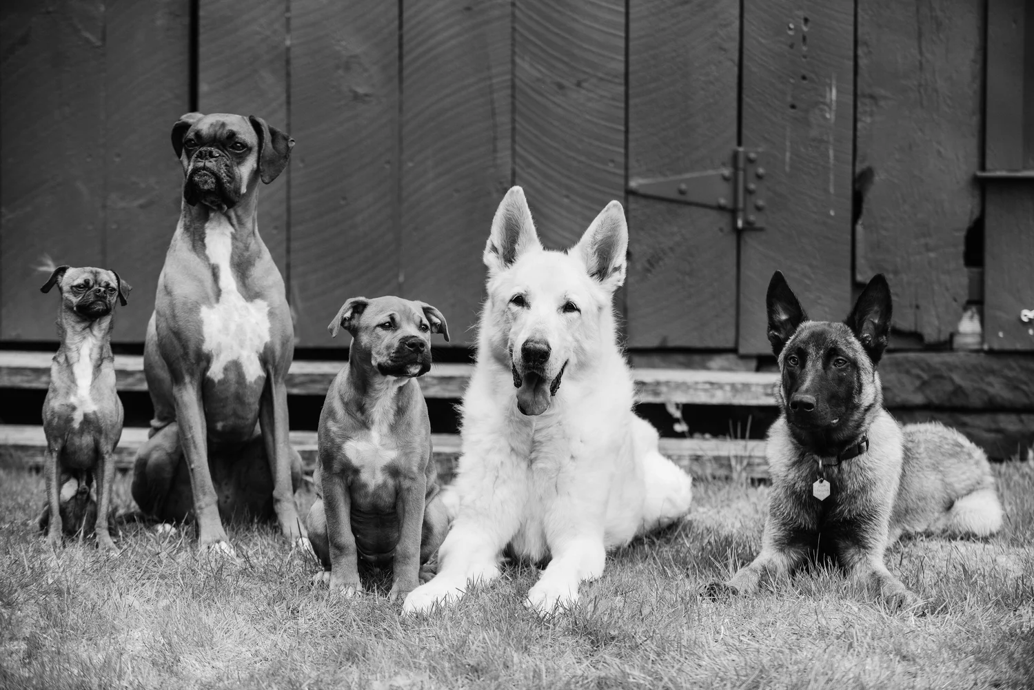 Adoptables — Outrider Dogs Rescue