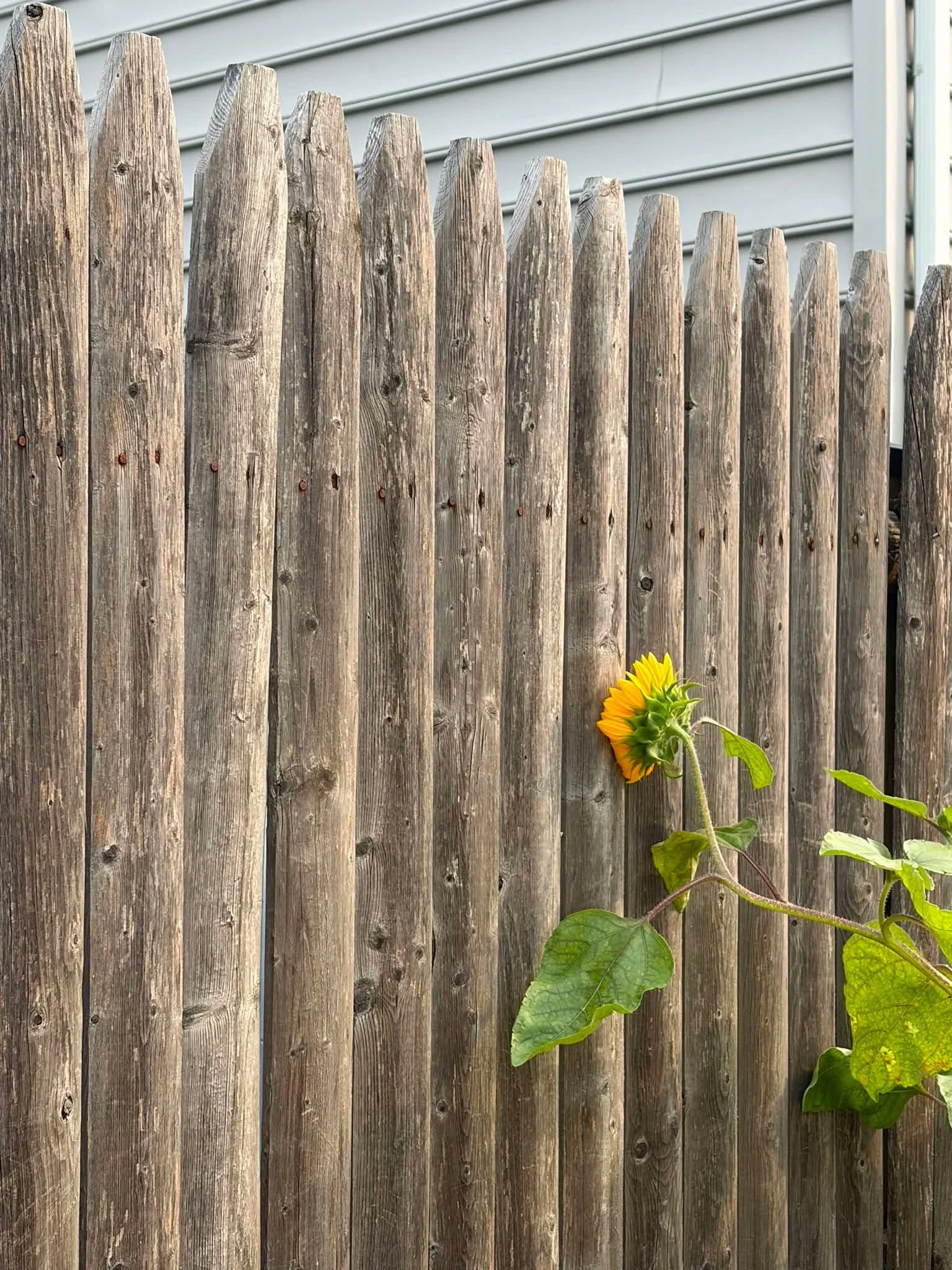 Titled: 
Sunflower Taking a Time Out 🌻