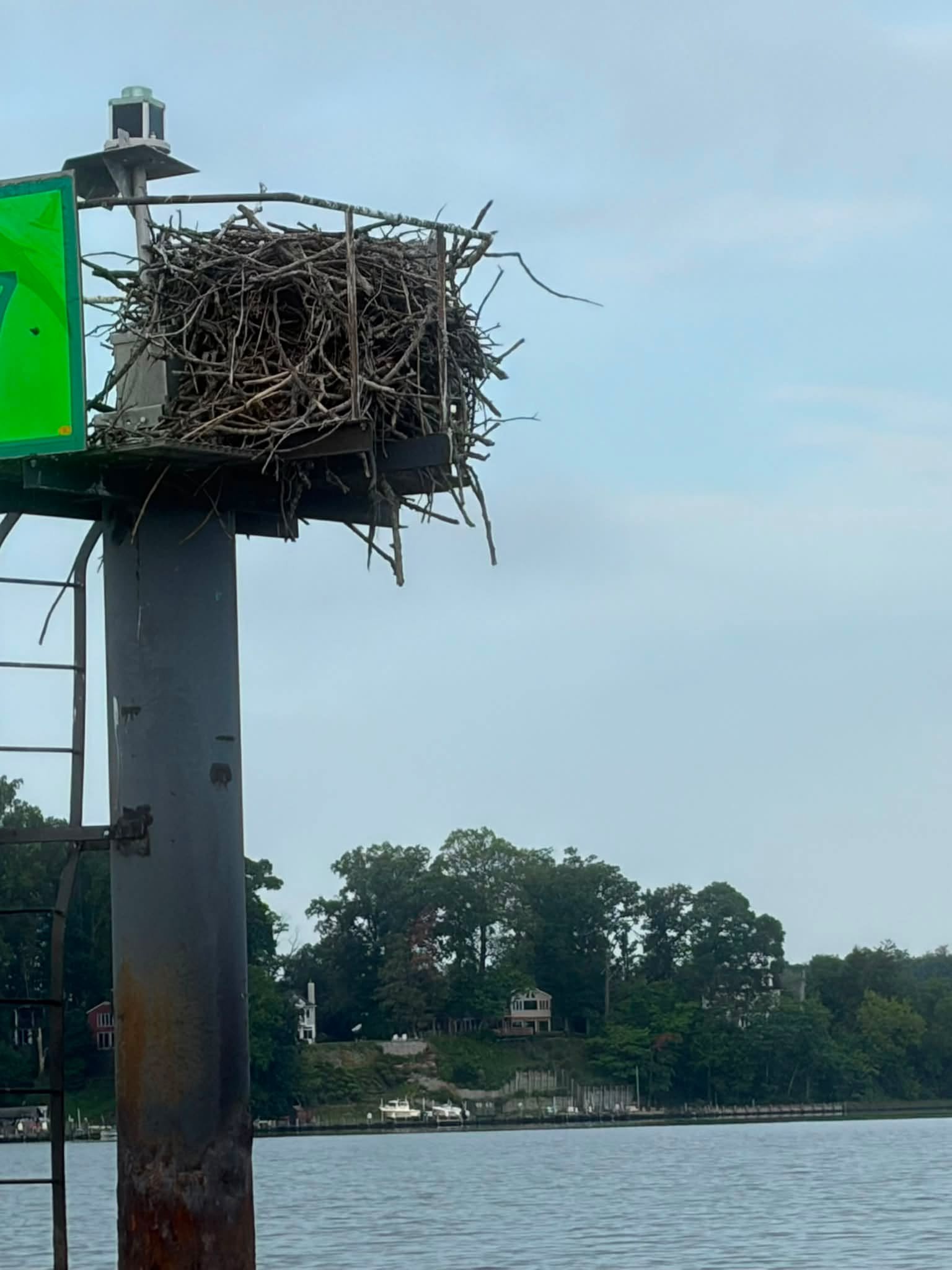 If I ever need a nest, I&rsquo;m asking for these guys 🦅