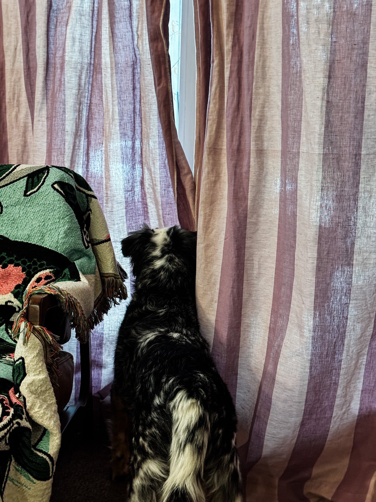  A little dummy who likes to look  through  the curtains??? 