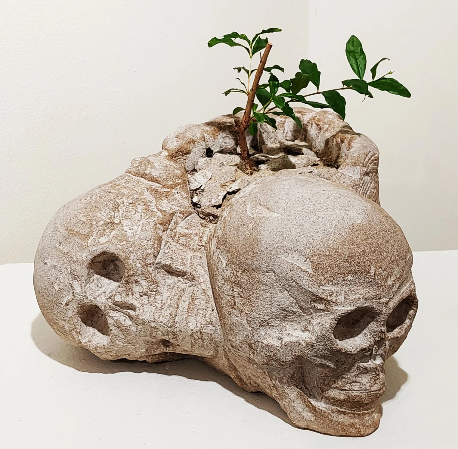 white background, on a white pedestal there is a grey stone sculpture of two skulls, one on its side and one upright and behind them a plant grows up with oval leaves