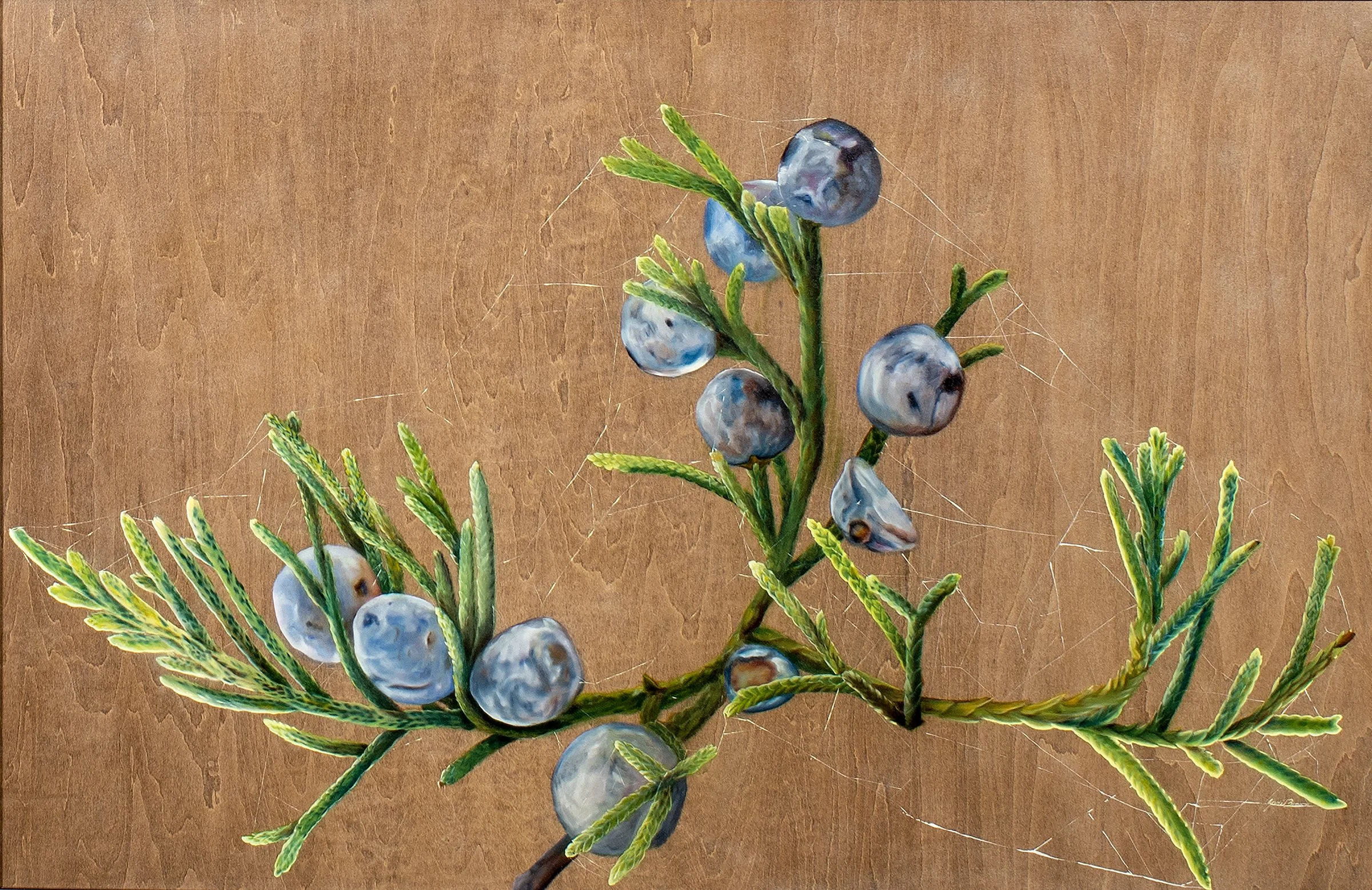 13-Cedar with berries Medium Size.jpg