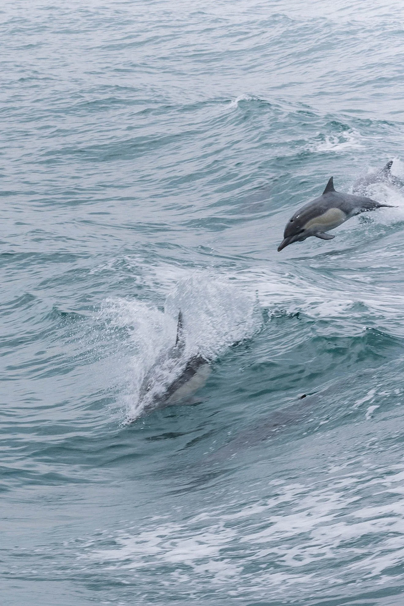 29 E+C-BoatDay-MandyMarieEvents_2024-MASHAIDA-6623.jpg