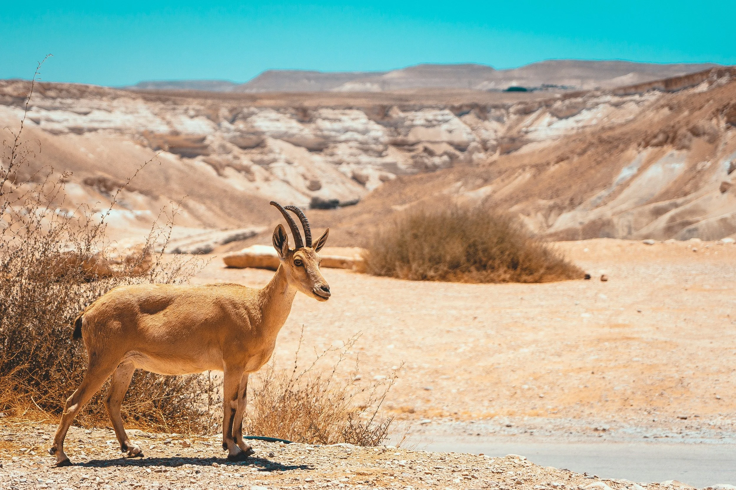 Parshat Eikev