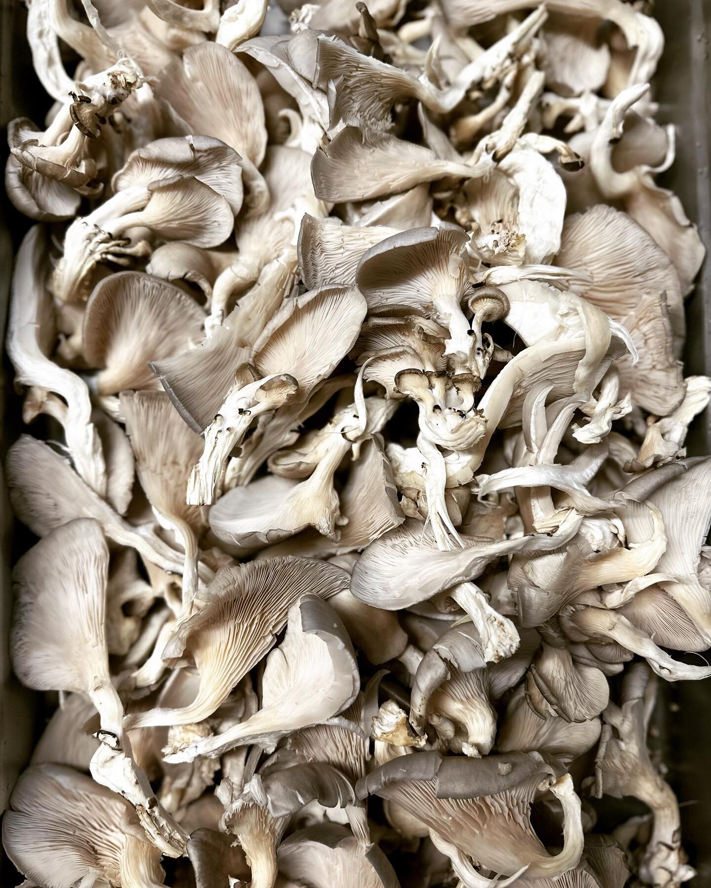 The most ✨STUNNING ✨Blue Oyster Mushrooms hand delivered this morning from @mushroomsonmain Going to saut&eacute; and finish with truffle oil, breadcrumb and shaved Reggianito cheese. Ready to ring in the New Year with this, piled high on a Ribeye, a