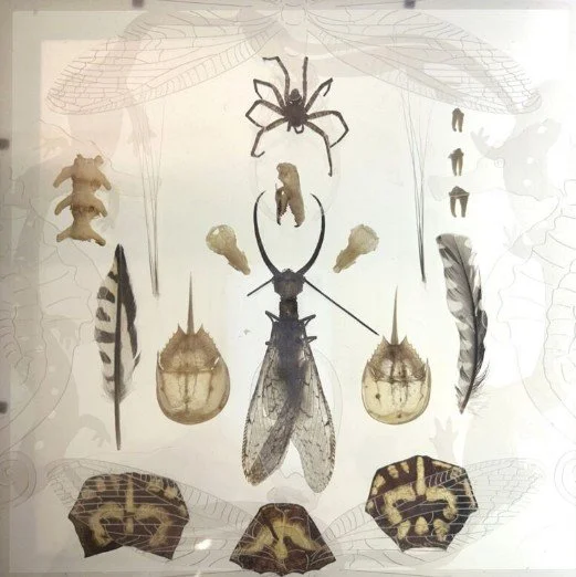 Enter the Room of Wonder: Reverie &amp; Alchemy