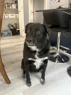 A black dog with white markings on its chest and paws sitting indoors in a modern kitchen area.