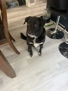 Black dog sitting on light-colored floor next to a wooden table and hair salon chair.
