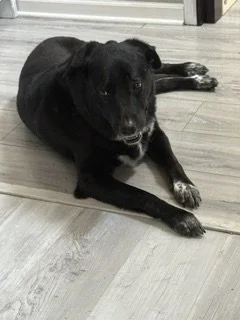 Black dog lying on a light-colored wooden floor indoors.