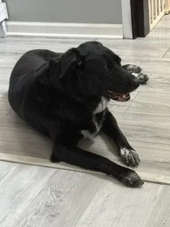Black dog lying on a light-colored floor near a door