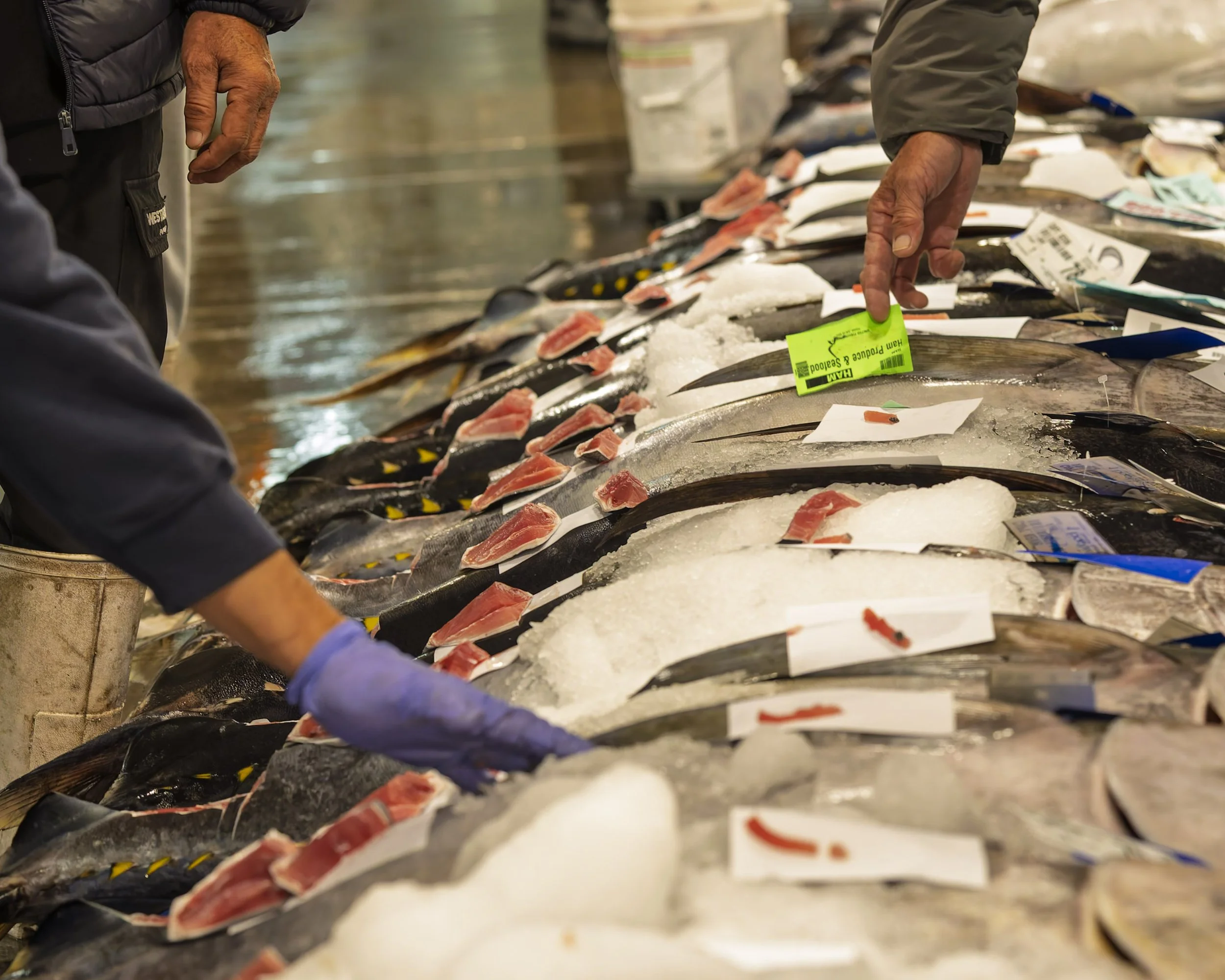 Fish Auction-6.jpg