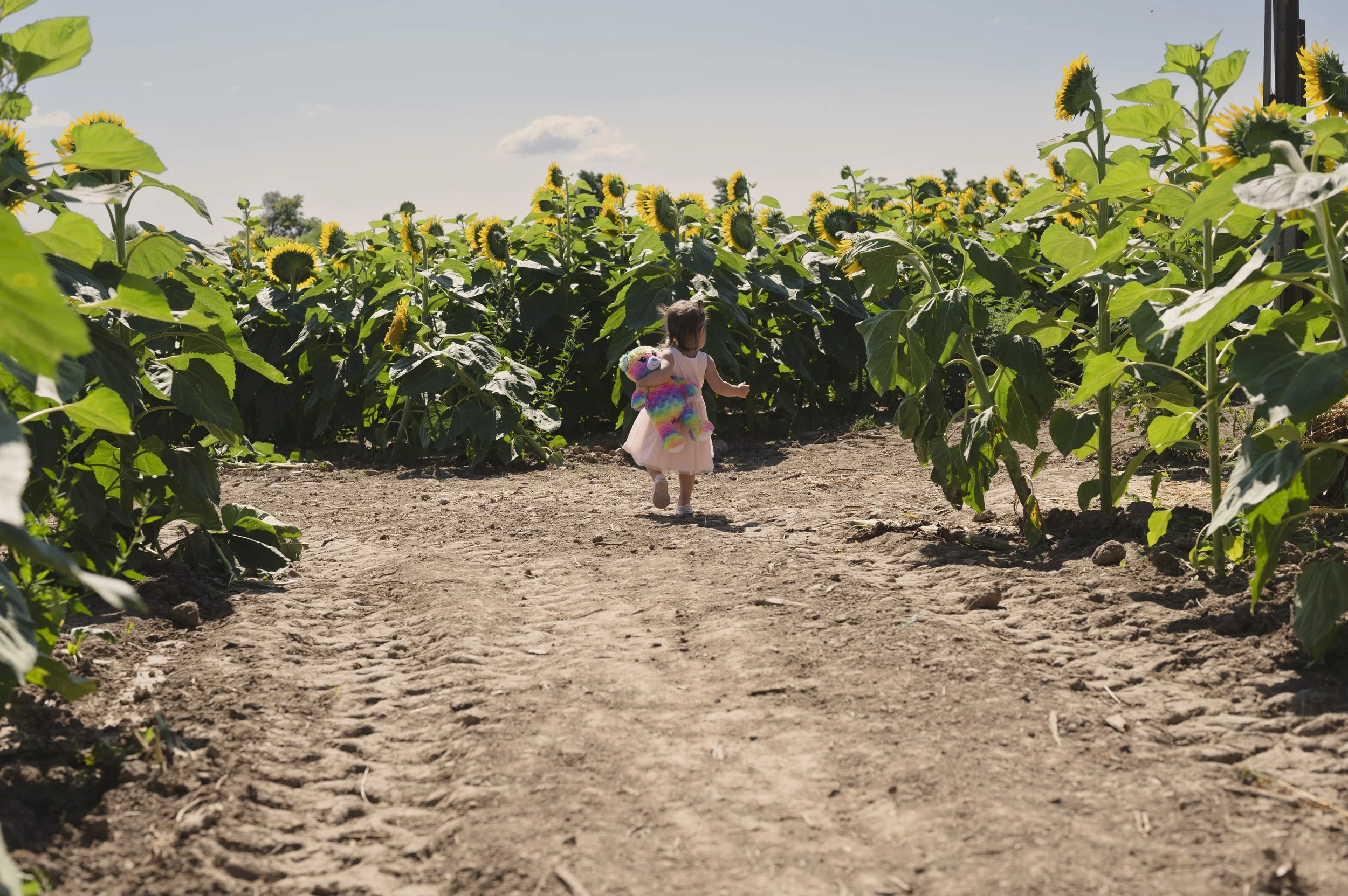 Sunny-Sunflower-July2024-01.jpg