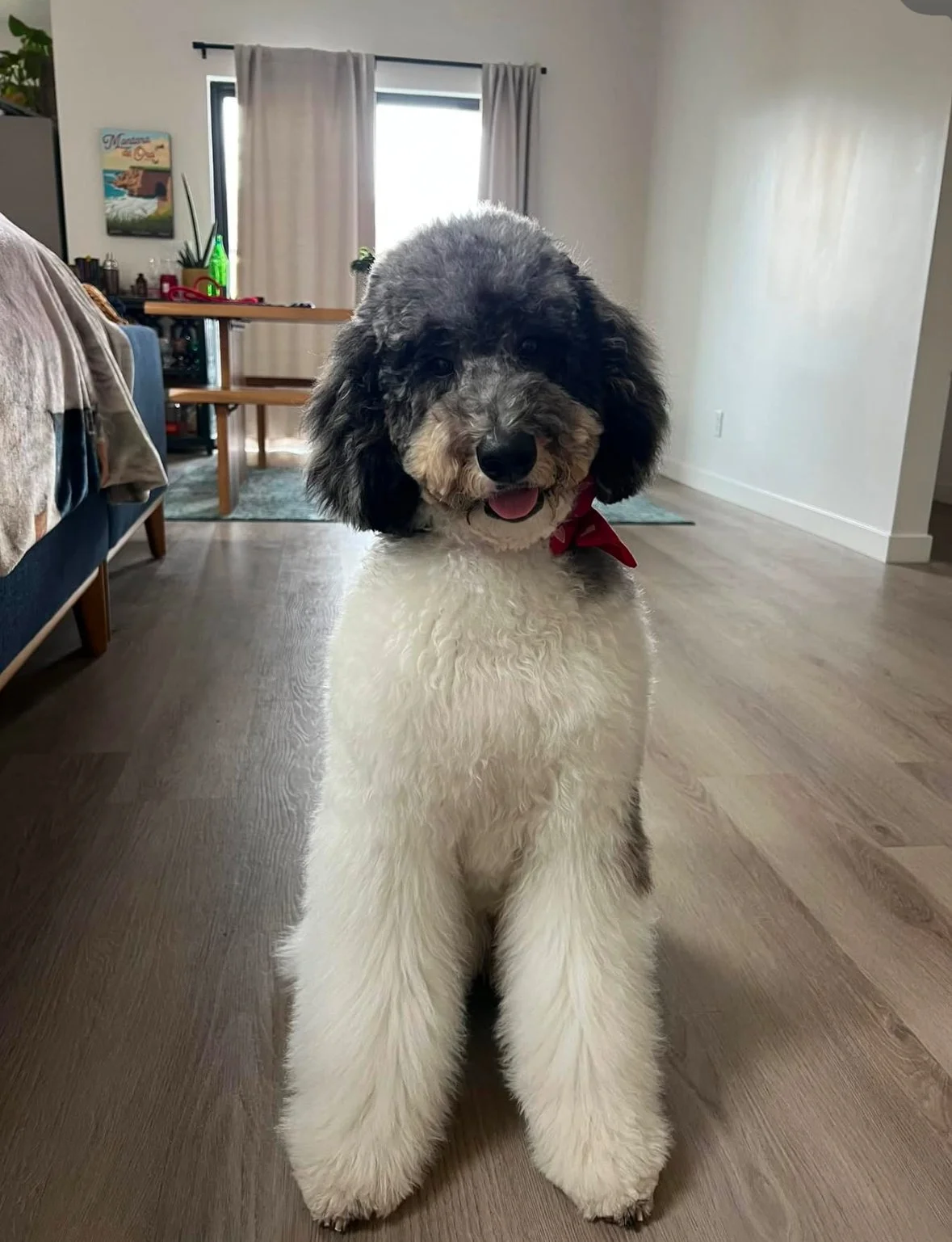 A fluffy black and white puppy with a red bandana sitting inside a home, looking at the camera with its tongue slightly out.