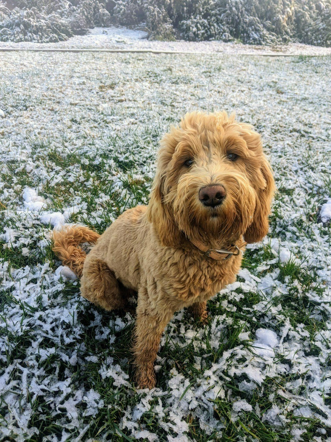 A golden doodle dog sitting on snow-covered grass in a park.